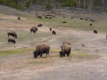 bison everywhere!